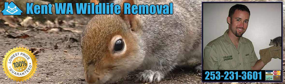 Kent Wildlife and Animal Removal